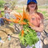 Tucson Waldorf School Photo #4 - Both Playgarden and Grades students are hands on in the world around them. Playgarden welcomes spring with planting bins and chickens on campus, while students in the Grades program begin an hands on gardening program in Grades 3-8.