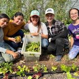 Living Wisdom School Of Palo Alto Photo #21 - Living Wisdom High School students harvest fresh greens during a visit to Ananda Valley Farm.