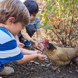 Black Pine Circle School Photo #26 - Meet the BPC Chickens!