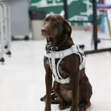 Lexington Christian Academy Photo #8 - Meet Cara - our emotional support dog!