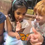 The Advent School Photo #4 - Each fall, Advent's Pre-K and Kindergarten students embark on a joyful and immersive exploration of monarch butterflies and their incredible life cycle. This annual project invites curiosity, observation, creativity, and care for the natural world-core values of our Reggio-inspired approach. The Advent School Photo #4 - Each fall, Advent's Pre-K and Kindergarten students embark on a joyful and immersive exploration of monarch butterflies and their incredible life cycle. This annual project invites curiosity, observation, creativity, and care for the natural world-core values of our Reggio-inspired approach.