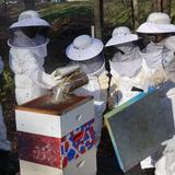 The Hartsbrook School Photo #4 - Starting in 3rd our students have responsibilities with the animals. This is the 8th grade class with their bee keeping chores!