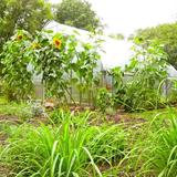Montessori Radmoor School Photo - Student-run greenhouse, whihc includes a vegetable, herb and native garden area.