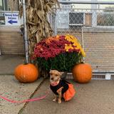 Benway School Photo #11 - Our Therapy Dog "Lucy".