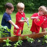 Kangaroo Kids Childcare & Learning Center Photo #7 - Kangaroo Kids Children Hands on Learning as the plant and care for their very own garden!
