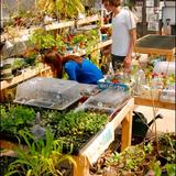The Park School Of Buffalo Photo #1 - The student-run greenhouse is a wonderful opportunity for students to learn where their food comes from and more about plant life.