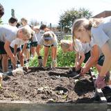 St. Thomas More Catholic School Photo #3 - Students working in the school garden