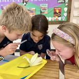 Metro Christian Academy Photo #7 - Dr. Corser's fourth-grade science classes learned about plant reproductive structures by examining, diagramming, and dissecting flowers.