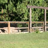 Arbor School Of Arts & Sciences Photo #3 - Goat pen! We have four pygmy goats. The Intermediates (4-5) have the responsibility of tending the goats. Teachers help too.