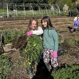 Swallowtail Waldorf School & Farm Photo #3 - At our farm campus, students engage in sustainable agriculture and learn about native habitats. Activities supplement the classroom curriculum, particularly animal science, physics, chemistry, and botany.