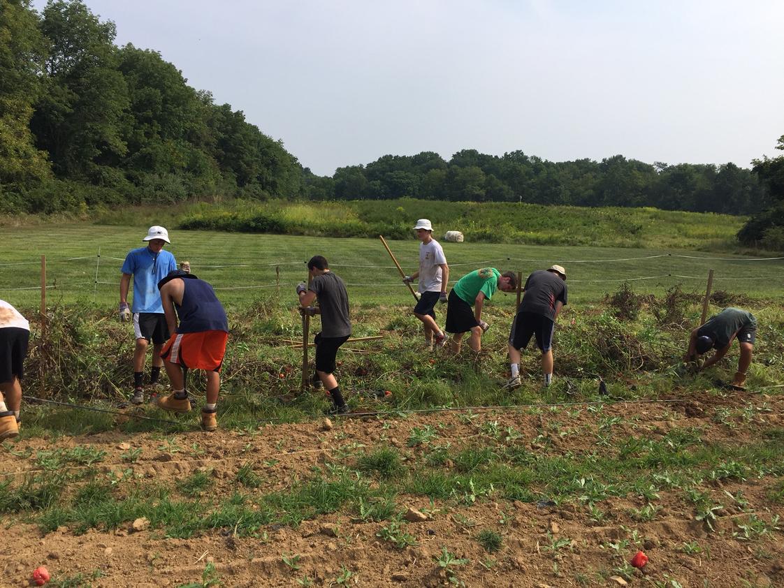 The Haverford School Photo - The crew team spent one of its preseason practices at Rushton Farm, a local CSA, harvesting potatoes, weeding the greenhouses, and clearing tomato plants.
