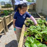 St. John Catholic School Photo #5 - We are a Certified Green Steps School and believe children should learn to care for God's creation. Our Bee Cause classroom hive, butterfly garden, and pollinator areas provide hands on opportunities throughout the school year.