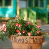 Olivia's Montessori Preschool Photo - 2 acres of beautiful property with lots of shade. Old renovated farmhouse circa 1924 has many large windows and hard wood floors.