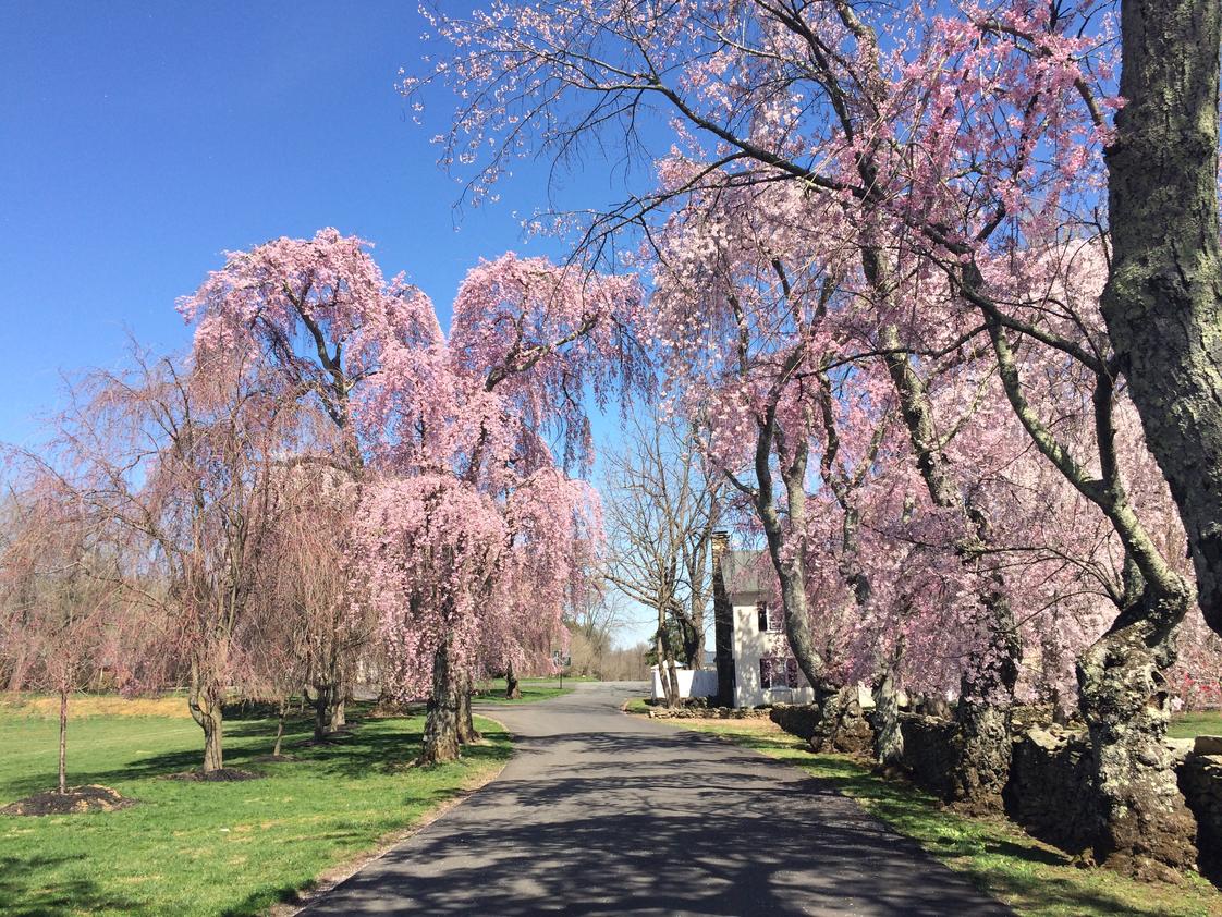 Foxcroft School Photo - Cherry Blossoms in bloom