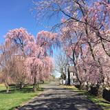 Foxcroft School Photo - Cherry Blossoms in bloom