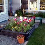 Woodinville Montessori School - Woodinville Campus (Early Childhood only) Photo #7 - One of the gardens on the Woodinville Campus where the Early Childhood (preschool and Kindergarten) children, ages 3-6, enjoy all of the hands-on experiences that gardening provides.