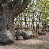 Edgewood Campus School Photo #2 - Mighty oak trees, some almost 300 years old, add to the serenity and majesty of our stunning play yard.