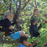 Oak Grove School Photo #7 - All elementary students help work our organic gardens seeing food go from garden to kitchen in our vegetarian hot lunch program. Children also participate in the Once Upon a Watershed program and make frequent use of local hiking trails in the adjacent Ojai Meadows Preserve.