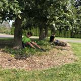 Da Vinci Waldorf School Photo #8 - 2nd graders reading beneath our trees on a lovely day.