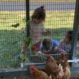 The Fulton School Photo #6 - Even our youngest students get to help with our Farm Program by visiting our chickens, checking for eggs, and feeding them compostables!