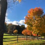 Apple Orchard School Photo #22 - At Apple Orchard School in Brookline, the fall is full of beautiful colors.