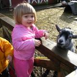 Montessori Children's House Photo #9 - Toddler's interacting with our pygmy goats on the farm.
