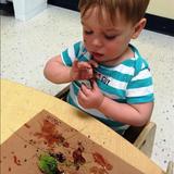 Hoffman Estates KinderCare Photo #2 - Exploring nature in the Toddler class.