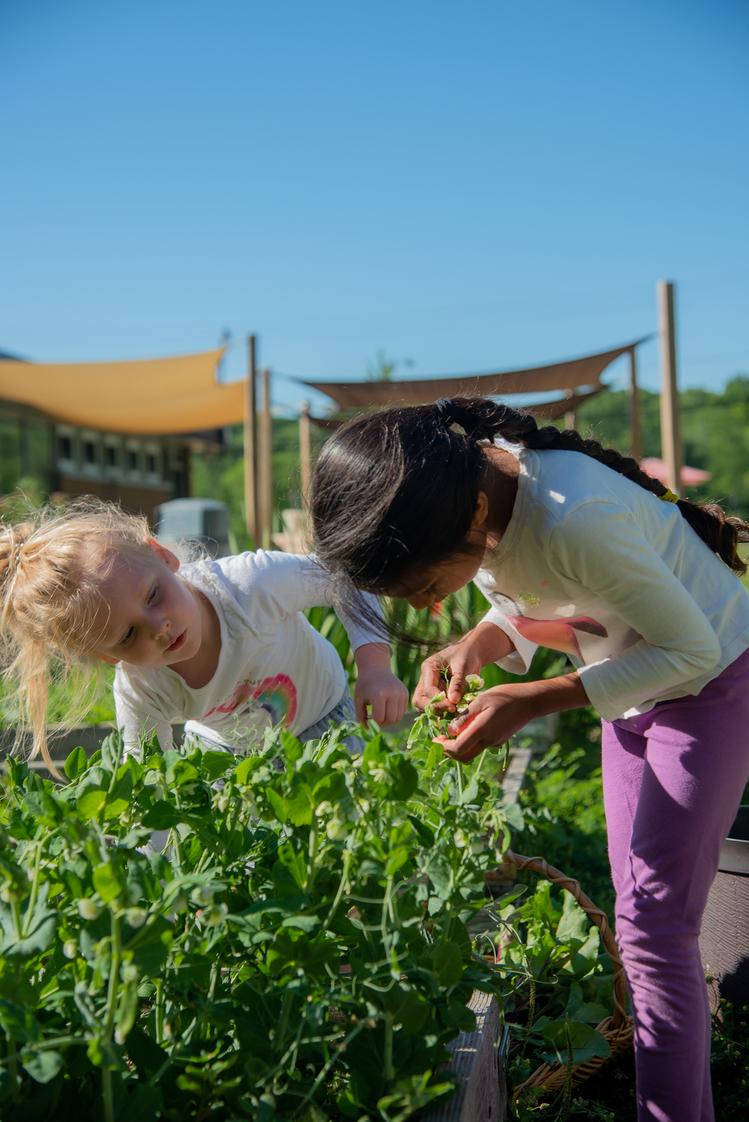 The Montessori School Photo - Examining the garden beds in the Primary Outdoor Classroom