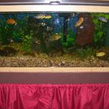 Eagan North KinderCare Photo #3 - Lobby - Our kids love the fish!