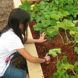 South Congress KinderCare Photo #4 - School Age Child Gardening