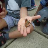 Kensington KinderCare Photo #5 - Our Prekindergarten class had the opportunity to watch the transformation from a caterpillar to a butterfly!