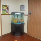 Concourse Parkway KinderCare Photo - Our Fish Aquarium where Lewis lives!!
