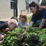 Elmhurst KinderCare Photo #10 - Our Preschool and PreKindergareten classrooms have worked really hard this summer planting a garden from seeds.