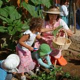 The Waldorf School Of San Diego Photo #4 - Growing our own food is part of our curriculum from KIndergarten on up!