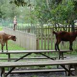 Odessa Christian School Photo #3 - Our furry goat friends!