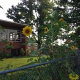 Monarch Montessori School Photo #6 - Sunflowers on the playground