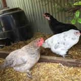 Camelot Kids Preschool and Little Knights Photo #22 - Our Chickens