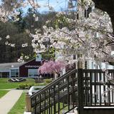 Wooster School Photo #10 - Wooster School campus on a spring day.