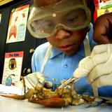 Cornerstone Schools-washington Photo #2 - A high school student focuses on his dissection project.