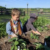 Mountainside Montessori Photo #8 - Each class tends its own garden with fresh plantings in the fall and spring. Mountainside also hosts monthly family gardening days.