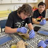 Crane Brook Academics Photo #3 - Hands-on science in action! Crane Brook Academics students explore anatomy through a pig dissection, bringing classroom learning to life through real-world experience.