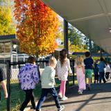 Bellevue Christian School – Three Points Elementary Campus Photo #12 - Students walking to their classrooms after recess