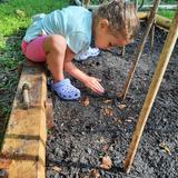Children's House Montessori School Photo #2 - Getting the teepee and soil ready to plant sweet peas.