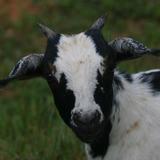 Harbour Oaks Montessori School Photo #2 - Gretta the goat