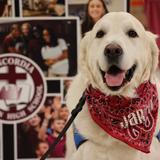 Concordia Lutheran High School Photo #12 - A Visit from Jarrod! Meet Jarrod, our beloved Comfort Dog, who visits Concordia Lutheran High School once a week to bring joy, calm, and comfort to students and staff alike. His gentle presence creates a peaceful atmosphere and reminds us of the power of compassion. We're thankful for Jarrod's weekly visits to our campus!